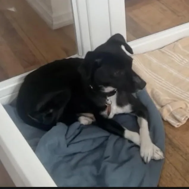 An adult small-sized female Chiweenie dog named Tsundae for adoption in Brooklyn, NY