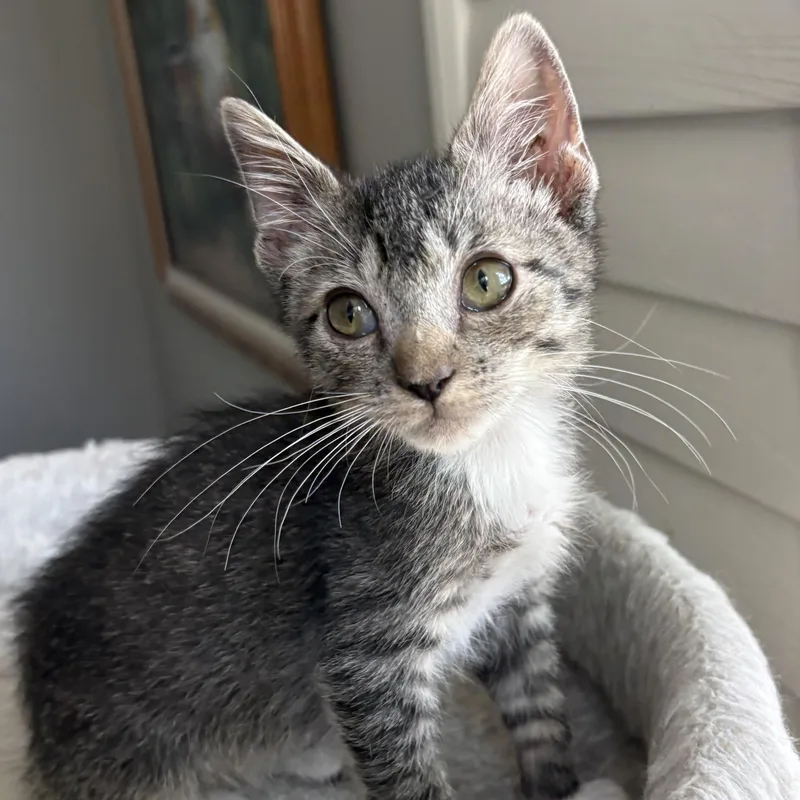 A young medium-sized male Tabby (Gray / Blue / Silver) Domestic Short Hair cat named Ralphie for adoption in Oracle, AZ