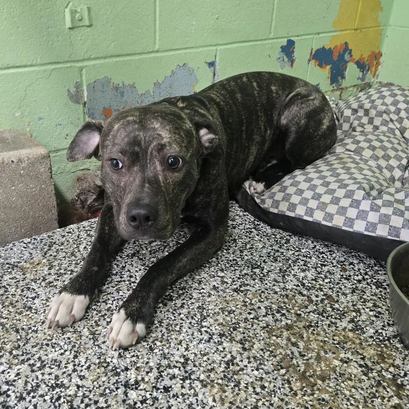 An adult medium-sized female Brindle Pit Bull Terrier dog named Daisy for adoption in Tawas City, MI
