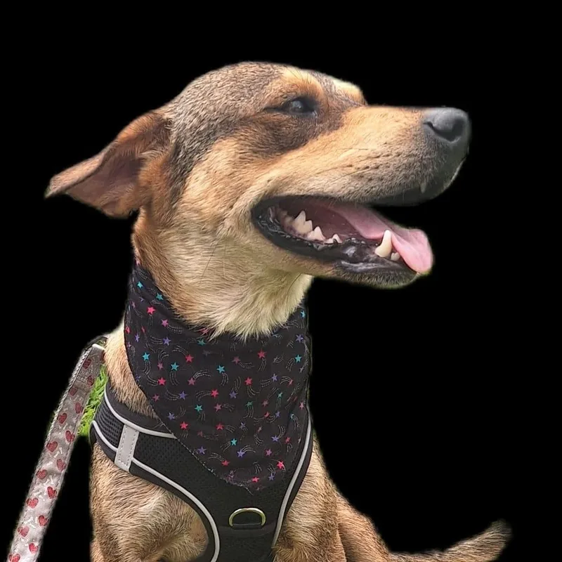 Queen Jane thumbnail 2