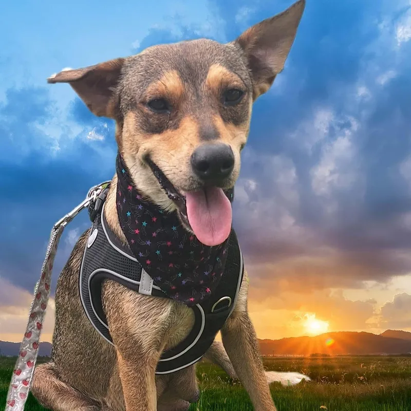 A young medium-sized female White / Cream Labrador Retriever dog named Queen Jane for adoption in New York, NY