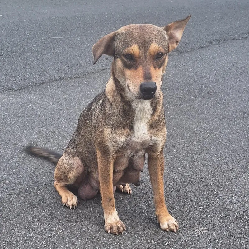 Queen Jane thumbnail 4