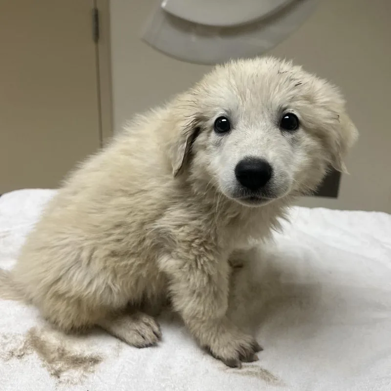A baby small-sized female White / Cream Great Pyrenees dog named Pupcake for adoption in Riverside, CA