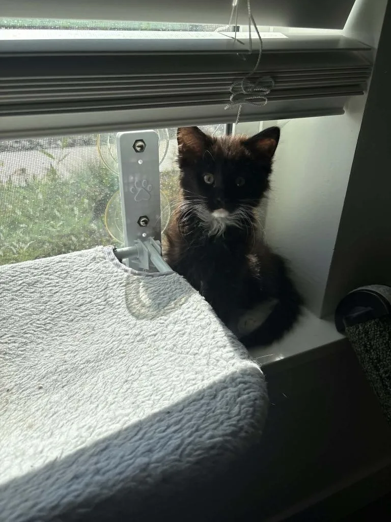 A baby medium-sized female Domestic Long Hair cat named PeekABoo for adoption in Salt Lake City, UT