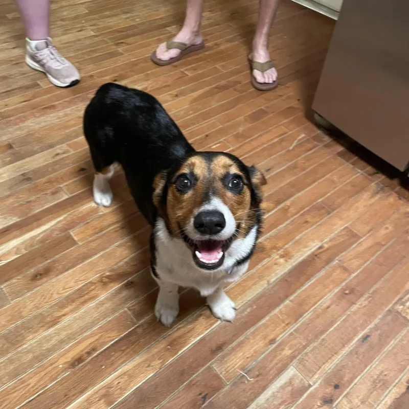 A young small-sized female Tricolor (Brown, Black, & White) Pembroke Welsh Corgi dog named Miss Tegan for adoption in MADISON, AL