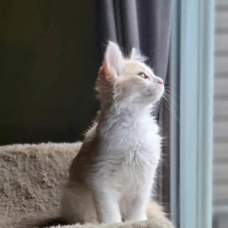 A baby small-sized male Domestic Short Hair cat named O'Malley F for adoption in Hedgesville, WV