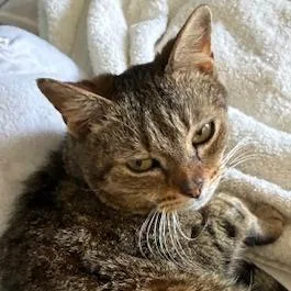 An adult medium-sized female Domestic Short Hair cat named Thunder for adoption in Cumming, GA