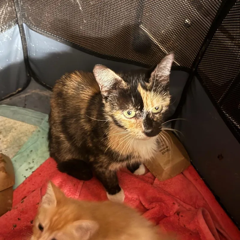 A young small-sized female Tortoiseshell Domestic Short Hair cat named Paisley for adoption in Pasadena , MD