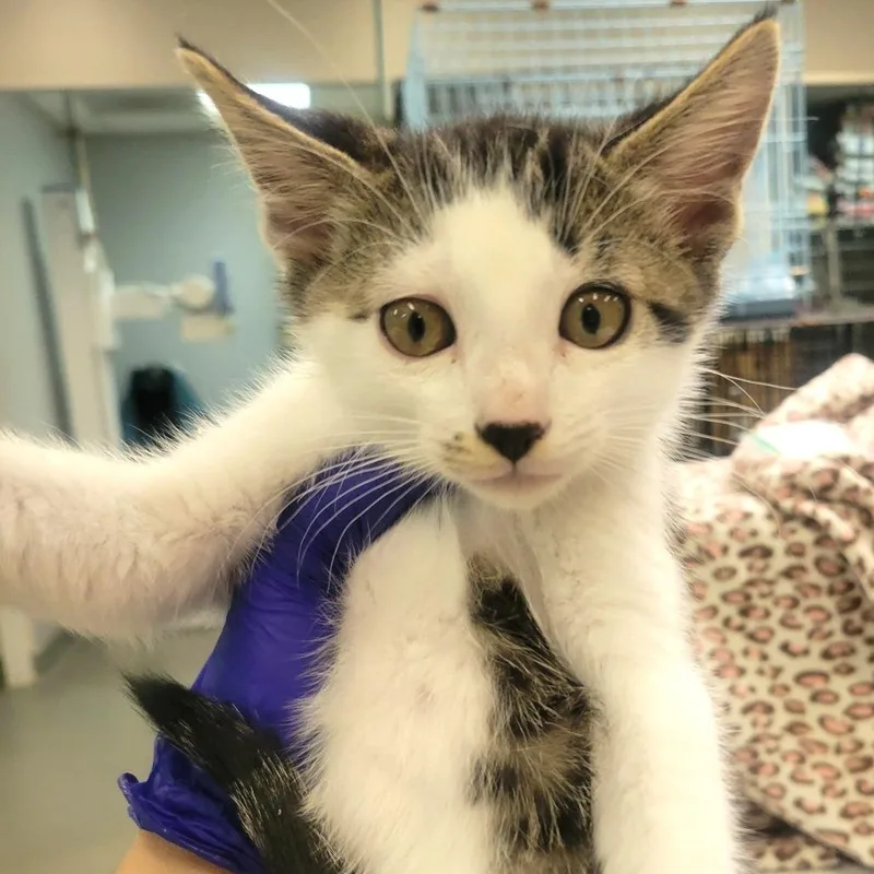 A baby small-sized male Brown / Chocolate Domestic Short Hair cat named Armadillo Girdled Lizard for adoption in Westminster, CA