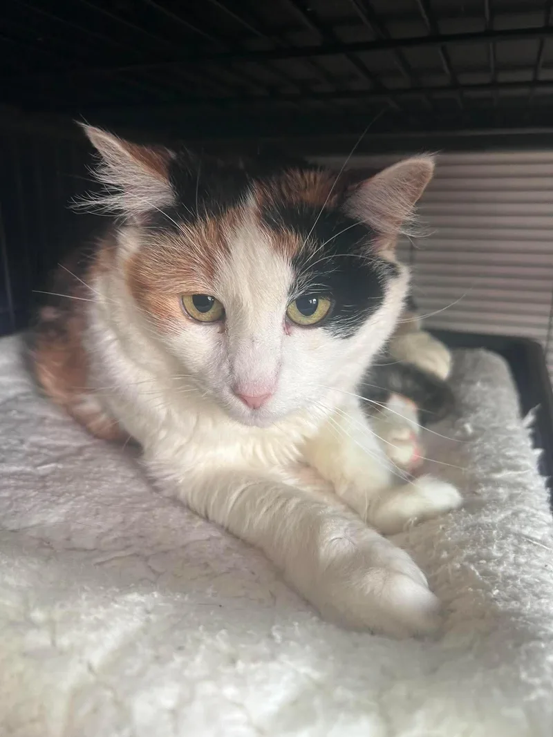 A senior large-sized female Domestic Short Hair cat named Ginger for adoption in Gettysburg, PA