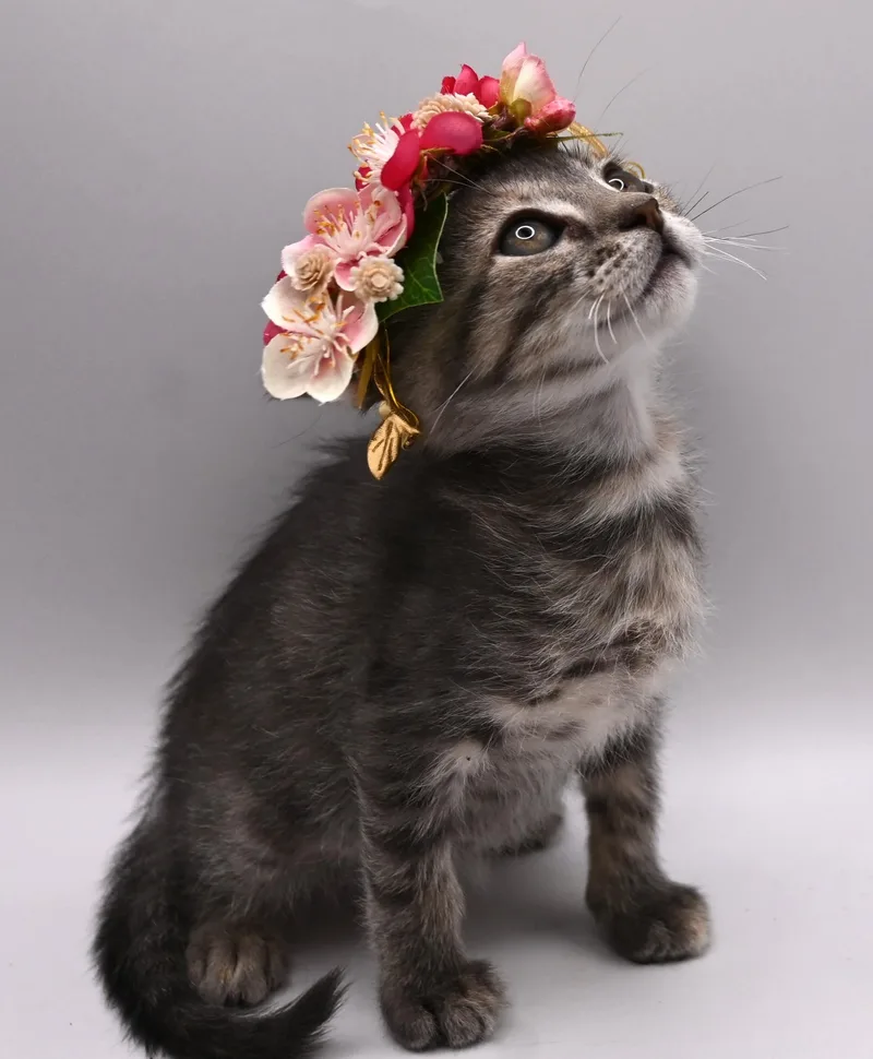 A baby medium-sized female Tabby cat named Jeanette. for adoption in Mobile, AL