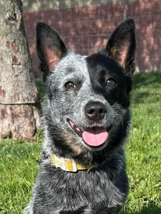 A young small-sized female Merle (Blue) Australian Cattle Dog / Blue Heeler dog named Loka for adoption in Maryville, MO