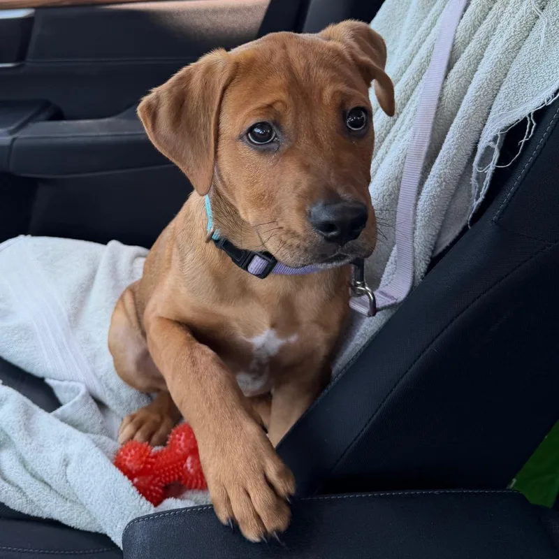 A baby medium-sized male Brown / Chocolate Mastiff dog named Beignet for adoption in South Elgin, IL