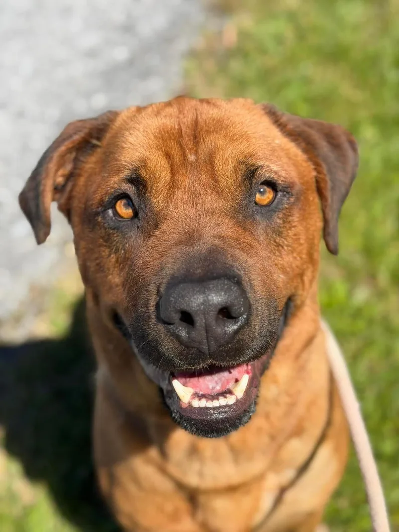 A senior large-sized male Rottweiler dog named Thor for adoption in Front Royal, VA