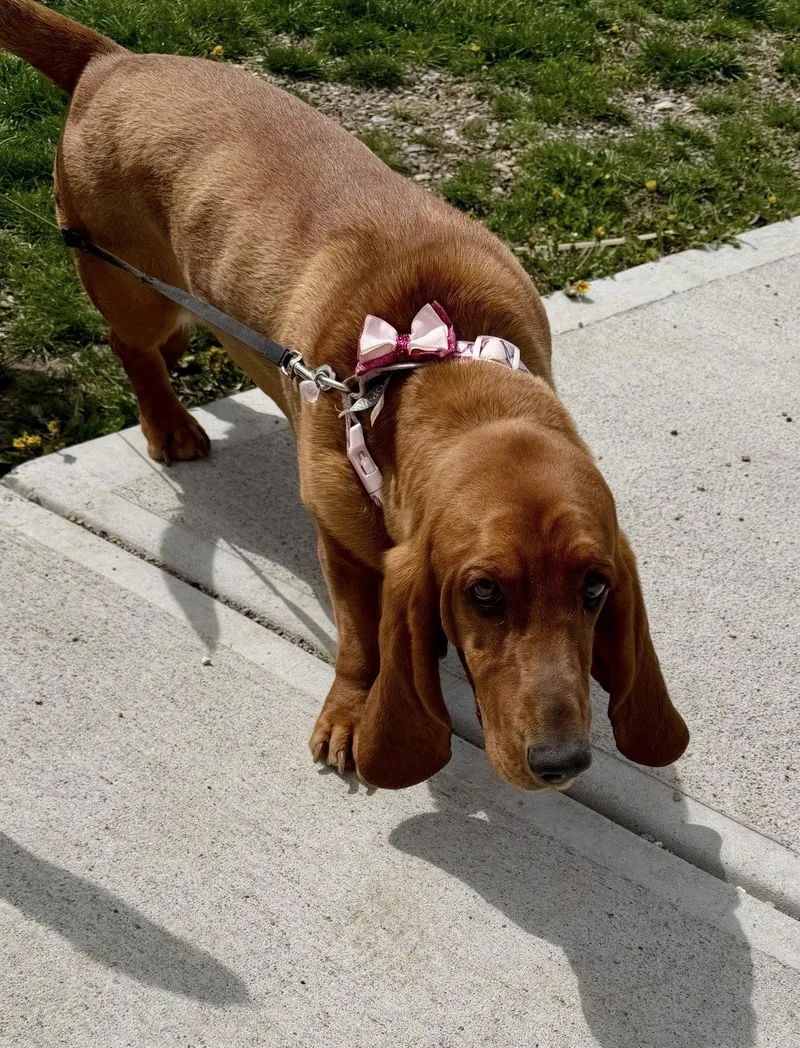 An adult medium-sized female Basset Hound dog named Hailey for adoption in Brookville, OH