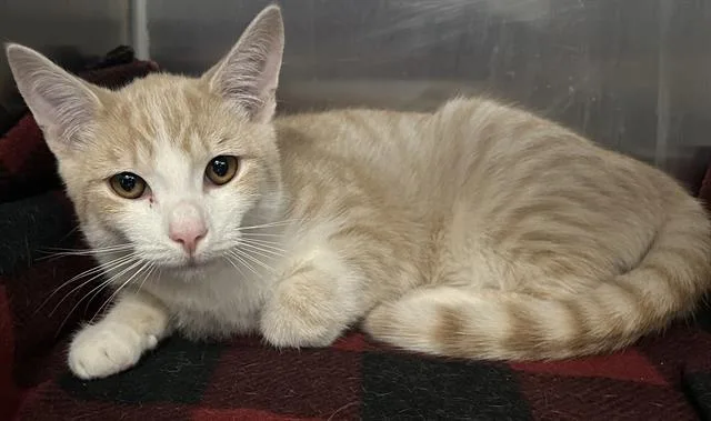 A baby small-sized male Domestic Short Hair cat named Muffin for adoption in Santa Cruz, CA