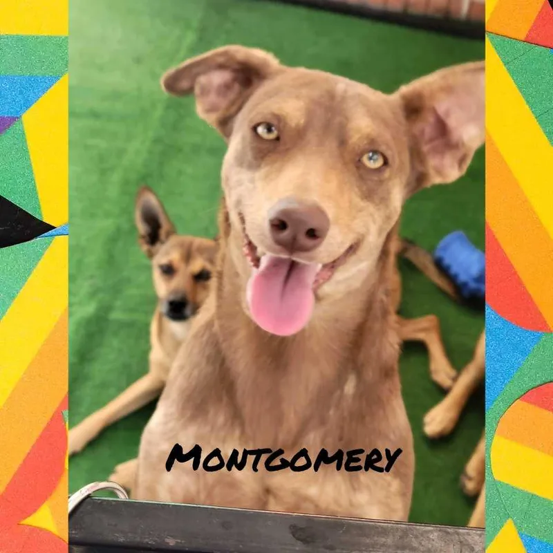 Montgomery thumbnail 2