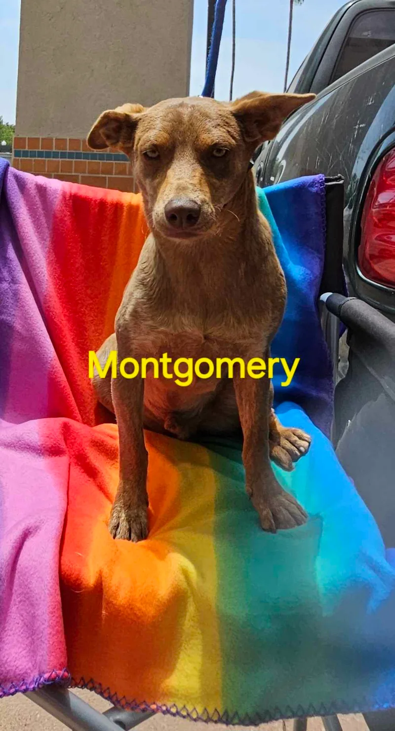 Montgomery thumbnail 3