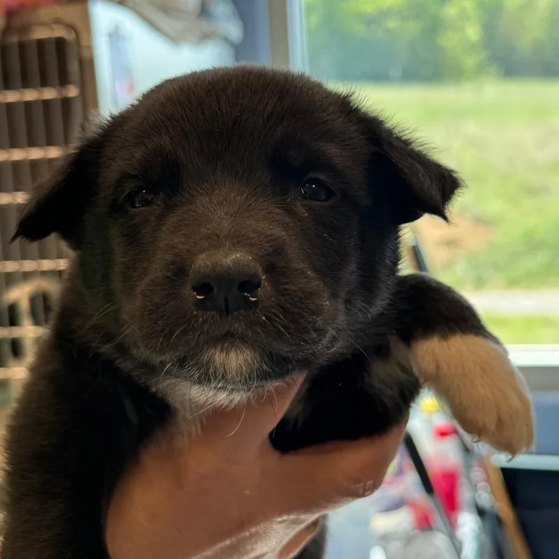 A baby medium-sized male Black Hound dog named Polaris for adoption in Madisonville, TN
