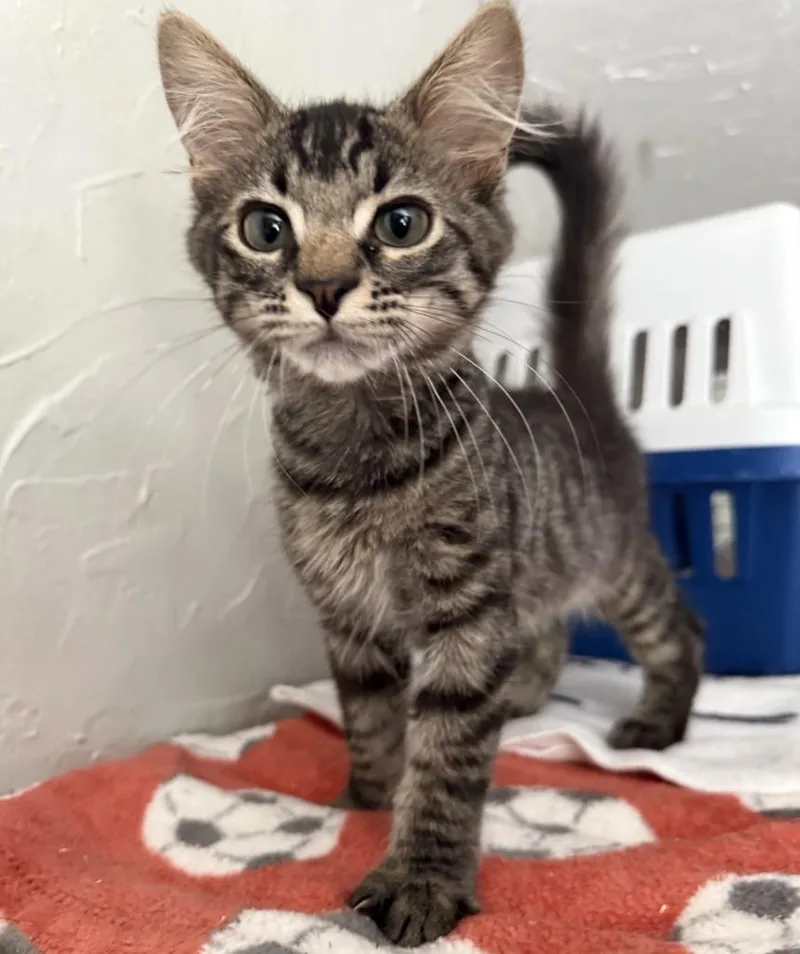 A baby small-sized male Domestic Medium Hair cat named Puffy for adoption in Lemoore, CA