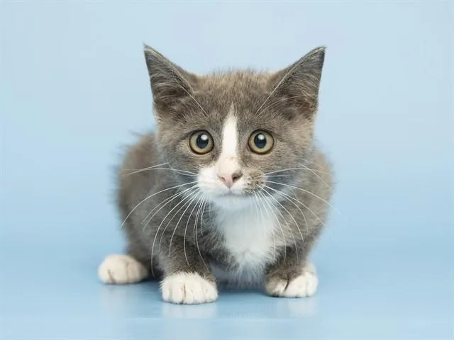 A baby small-sized male Domestic Short Hair cat named Koa for adoption in Phoenix, AZ