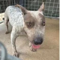 A senior medium-sized female American Bulldog dog named Clementine for adoption in Austin, TX