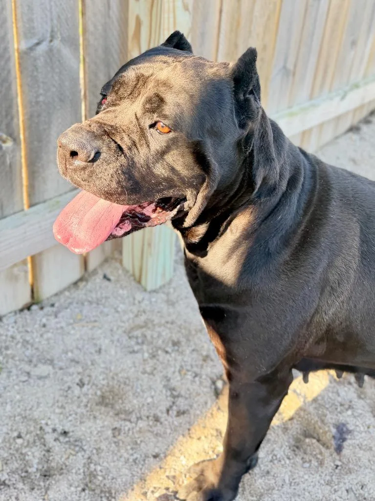 An adult medium-sized female Cane Corso dog named Sasha for adoption in Muskegon, MI