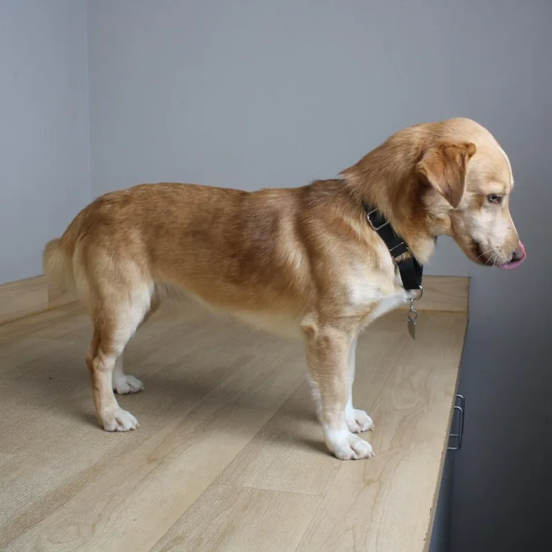 An adult medium-sized male Red / Chestnut / Orange Corgi dog named Snickers D for adoption in Minnetonka, MN