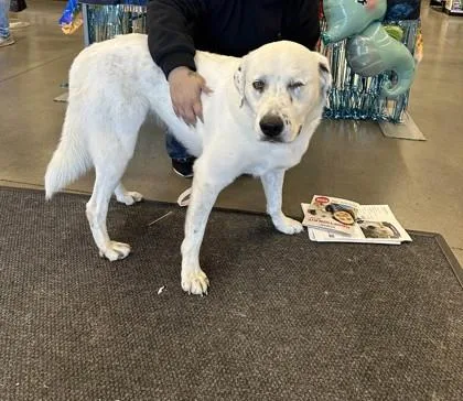 An adult large-sized female White / Cream Great Pyrenees dog named Lunara for adoption in Springfield, MO