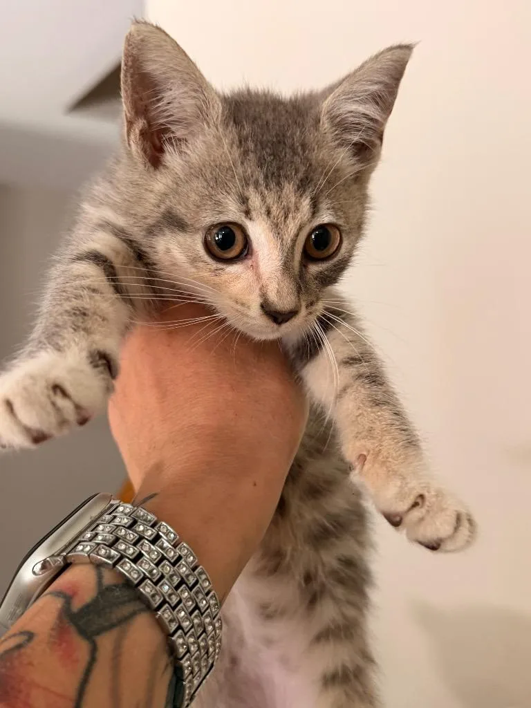 A baby small-sized female Domestic Short Hair cat named Bell Pepper for adoption in Newnan, GA
