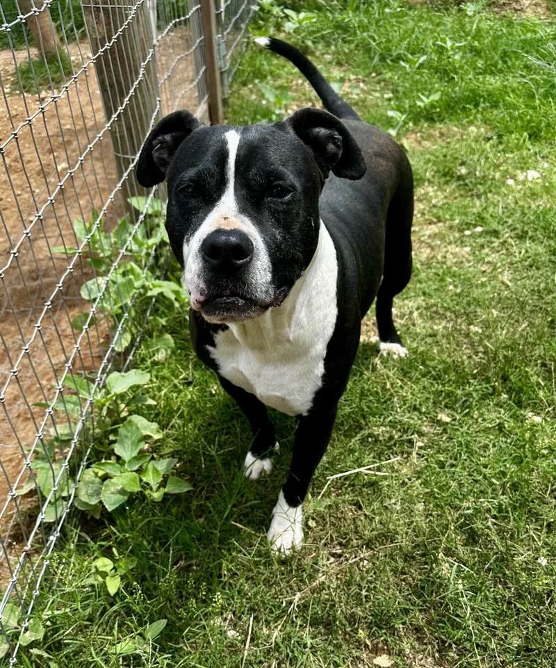 An adult medium-sized female Black Pit Bull Terrier dog named Minnie for adoption in Seguin, TX