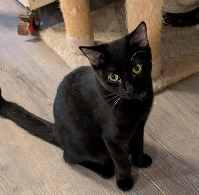 A young medium-sized male Black Domestic Short Hair cat named Sage for adoption in Pompano Beach, FL