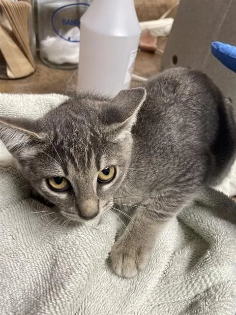 A baby small-sized female Domestic Short Hair cat named Mia for adoption in Tallahassee, FL
