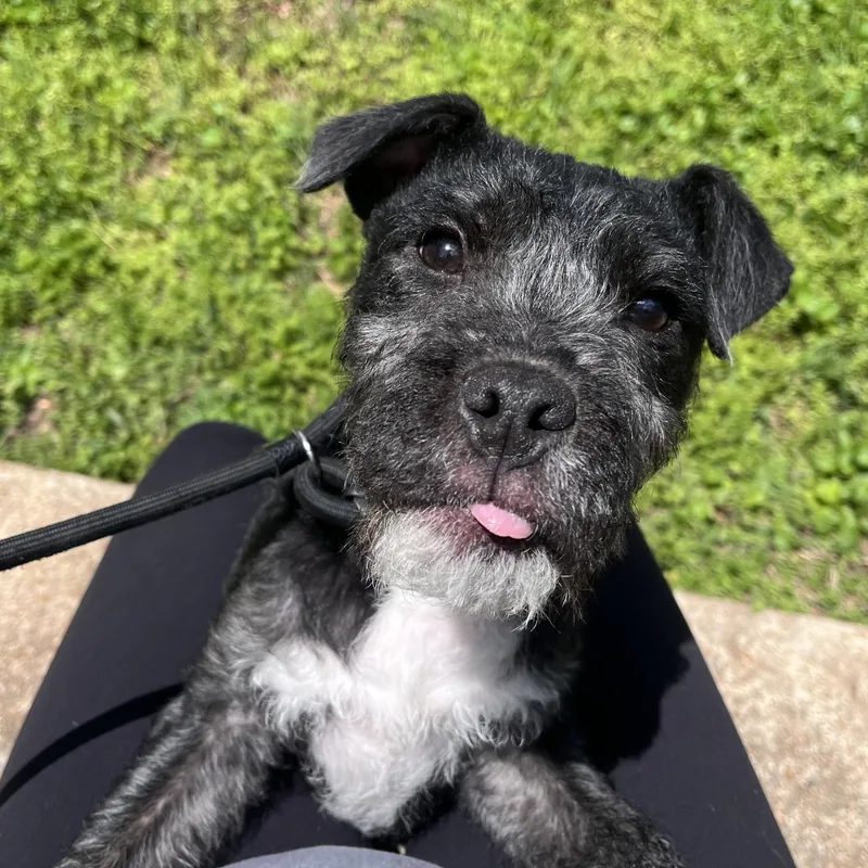 A baby medium-sized male Black Mixed Breed dog named Autry for adoption in House Springs, MO