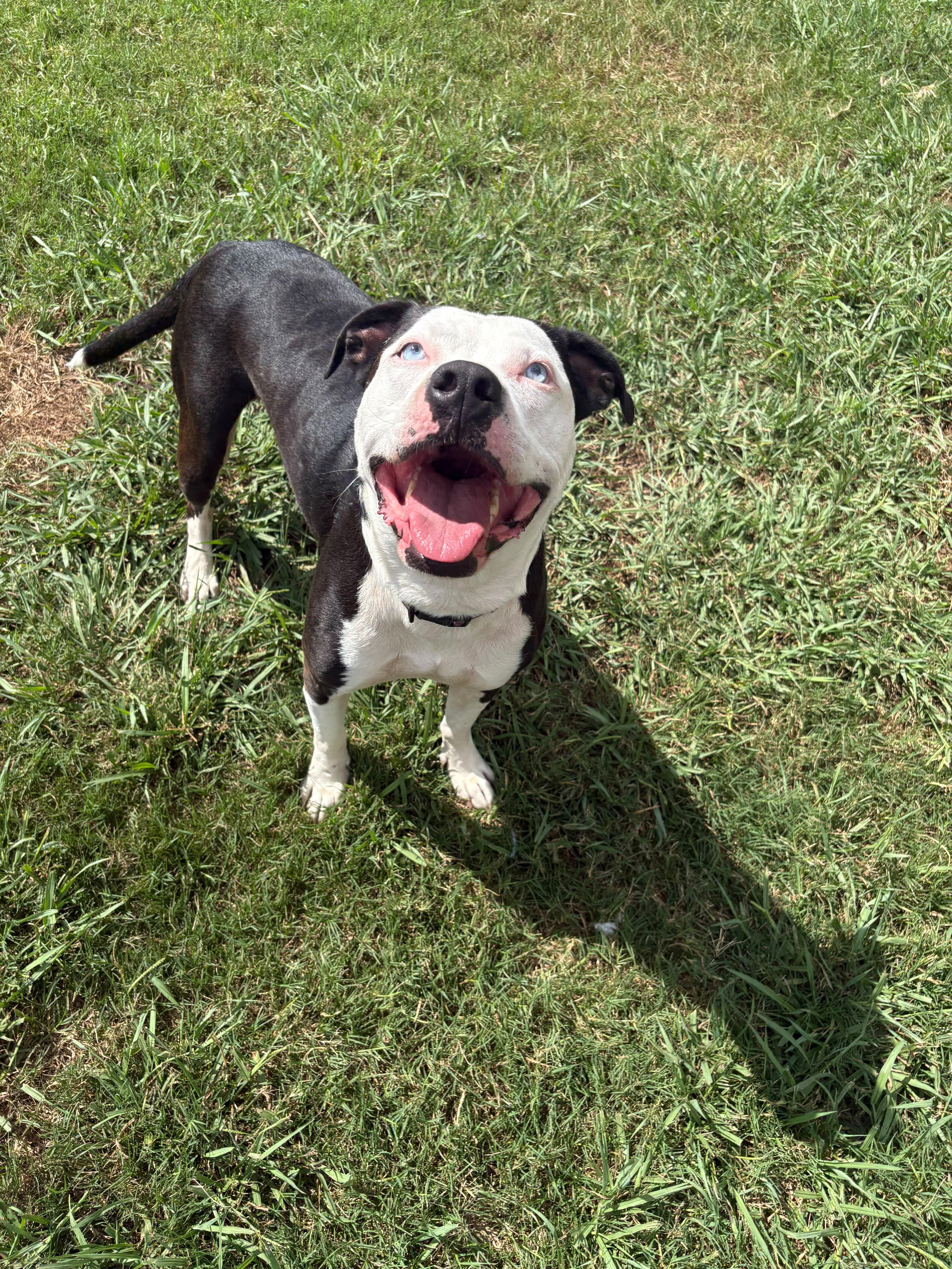 An adult medium-sized male American Staffordshire Terrier dog named Boy Blue for adoption in Houston, TX