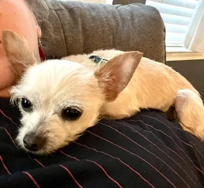 An adult small-sized female Poodle dog named Nala for adoption in Fort Worth, TX