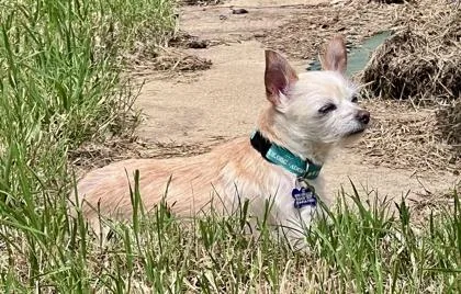 Nala thumbnail 3