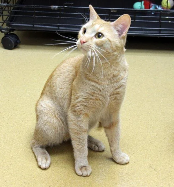 A young medium-sized male Orange / Red Domestic Short Hair cat named Jenga for adoption in Mansfield, MA
