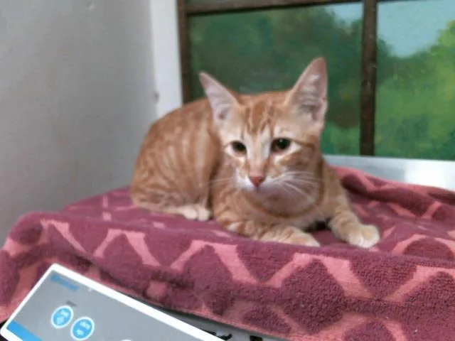 A baby small-sized male Domestic Short Hair cat named Kenny for adoption in Houston, TX