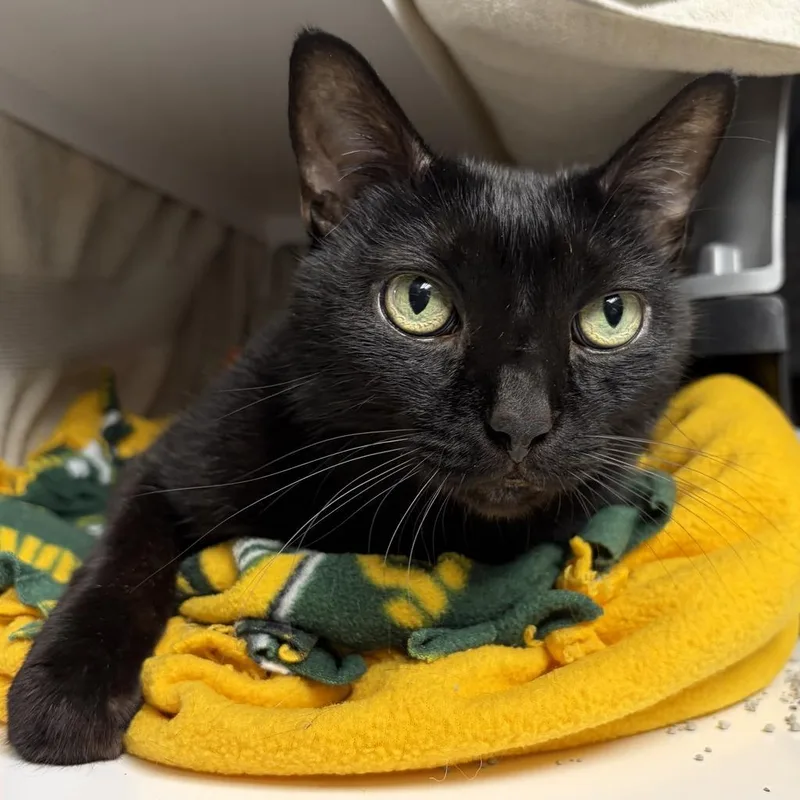 A senior large-sized male Domestic Short Hair cat named Benny for adoption in Saint Paul, MN