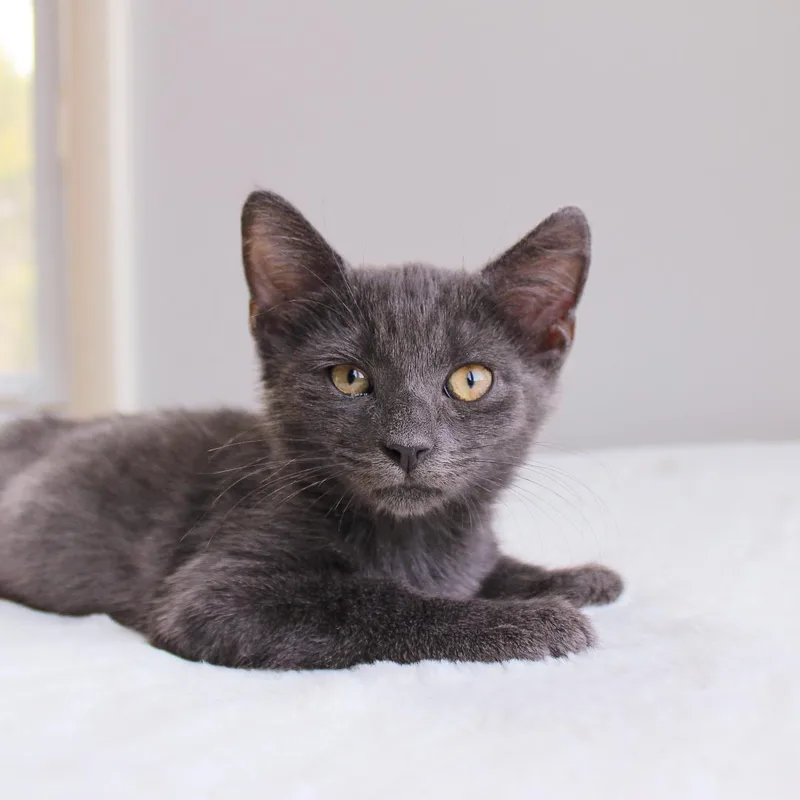 A baby medium-sized male Gray / Blue / Silver Domestic Short Hair cat named Kai for adoption in Wayne, NJ