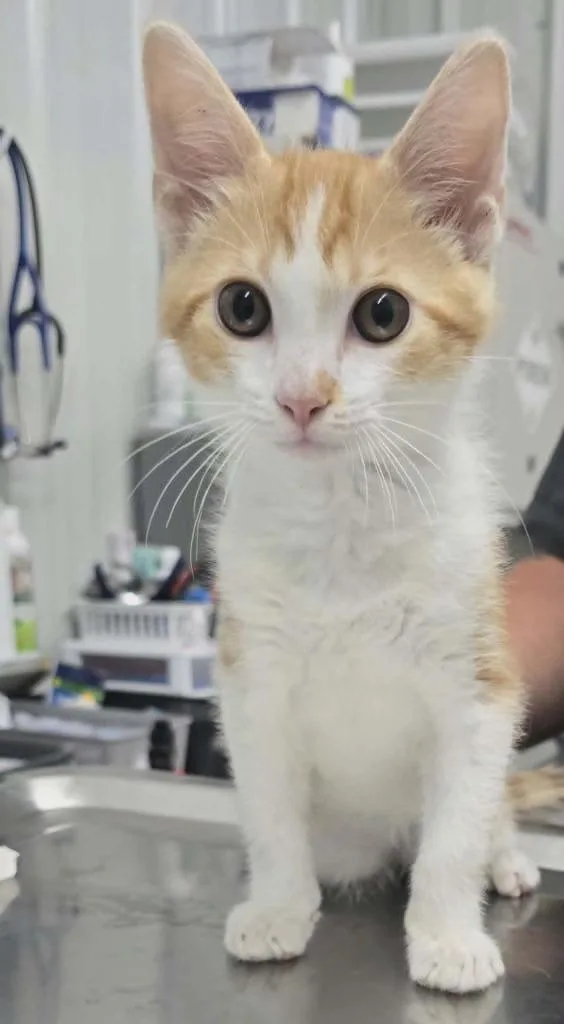 A baby small-sized male Domestic Short Hair cat named Stanley for adoption in Hillsdale, IN