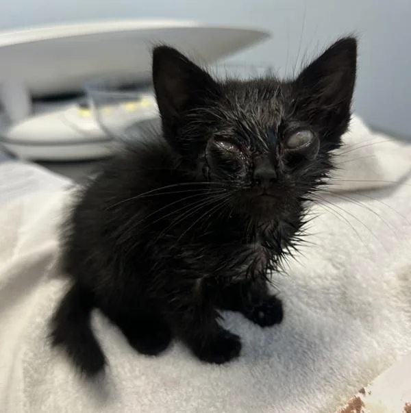 A baby small-sized female Domestic Short Hair cat named Ursula for adoption in San Diego, CA