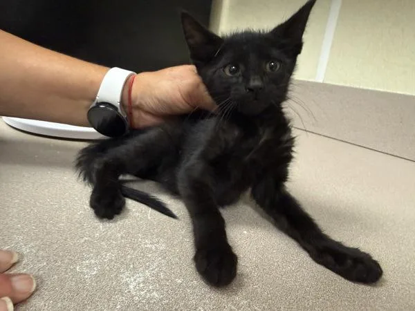A baby small-sized male Domestic Short Hair cat named Uv for adoption in Salisbury, MD