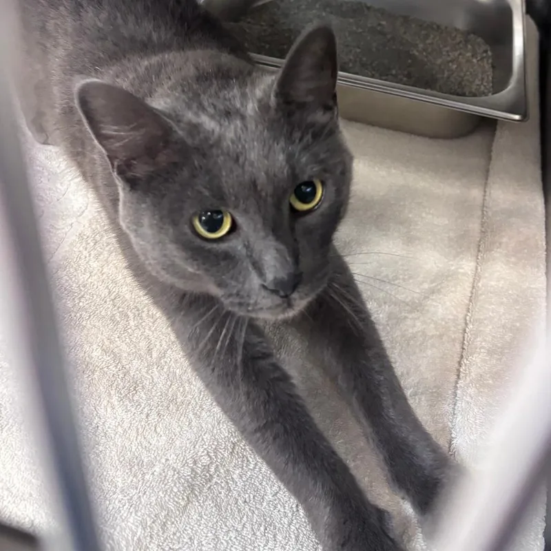 An adult medium-sized male Gray / Blue / Silver Chartreux cat named Scooby for adoption in Indianapolis, IN