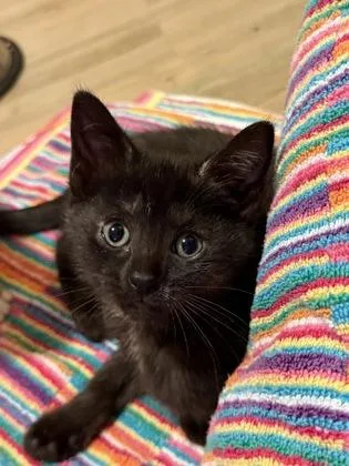 A baby small-sized female Gray / Blue / Silver Domestic Short Hair cat named Davina for adoption in Harbor Springs, MI