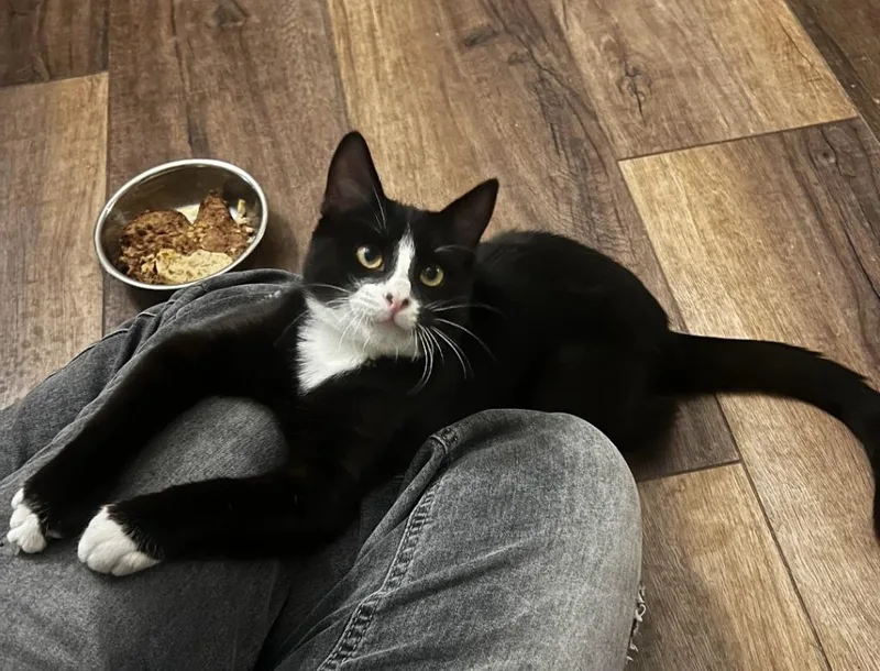 A baby small-sized male Domestic Short Hair cat named Reaper for adoption in San Jacinto, CA