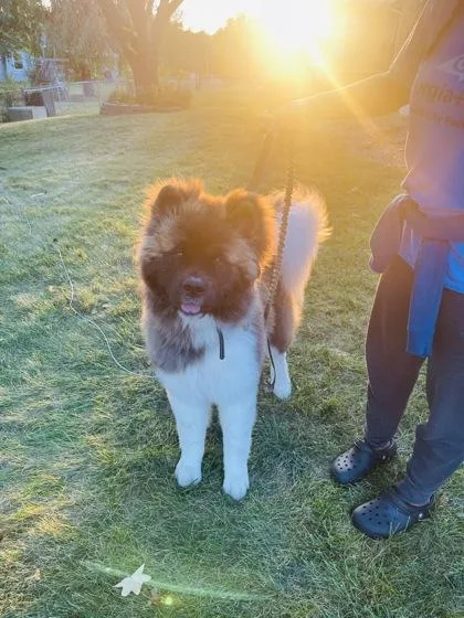 An adult extra large-sized male Brown / Chocolate Akita dog named Mellow for adoption in Kansas City, MO