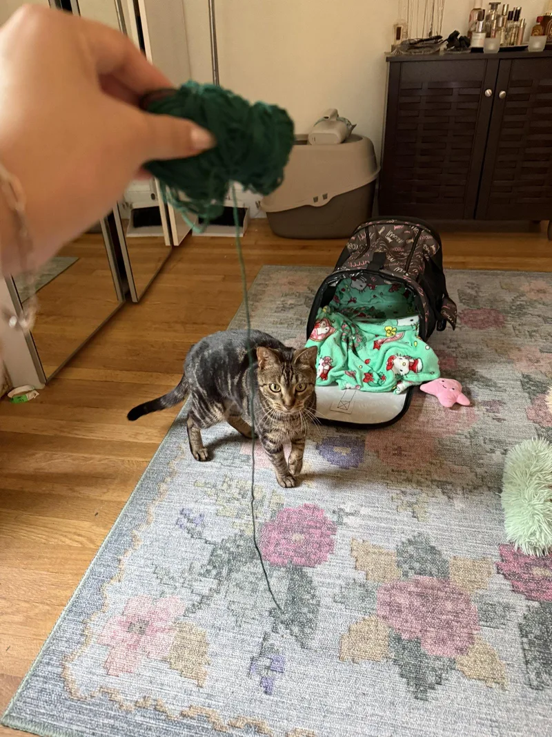 A young medium-sized female Brown / Chocolate Domestic Short Hair cat named Nina for adoption in Somerville, MA