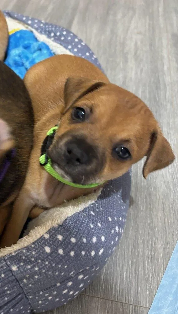 A baby small-sized female Terrier dog named Wind  Rumor for adoption in Lakeland, FL
